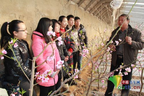 大學生村官在“春雪”桃園實訓