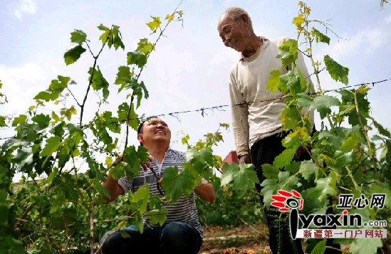 圖為5月24日，阿依甫幫助75歲的呼顯榮修剪枝葉。亞心網(wǎng)記者 馬元 攝